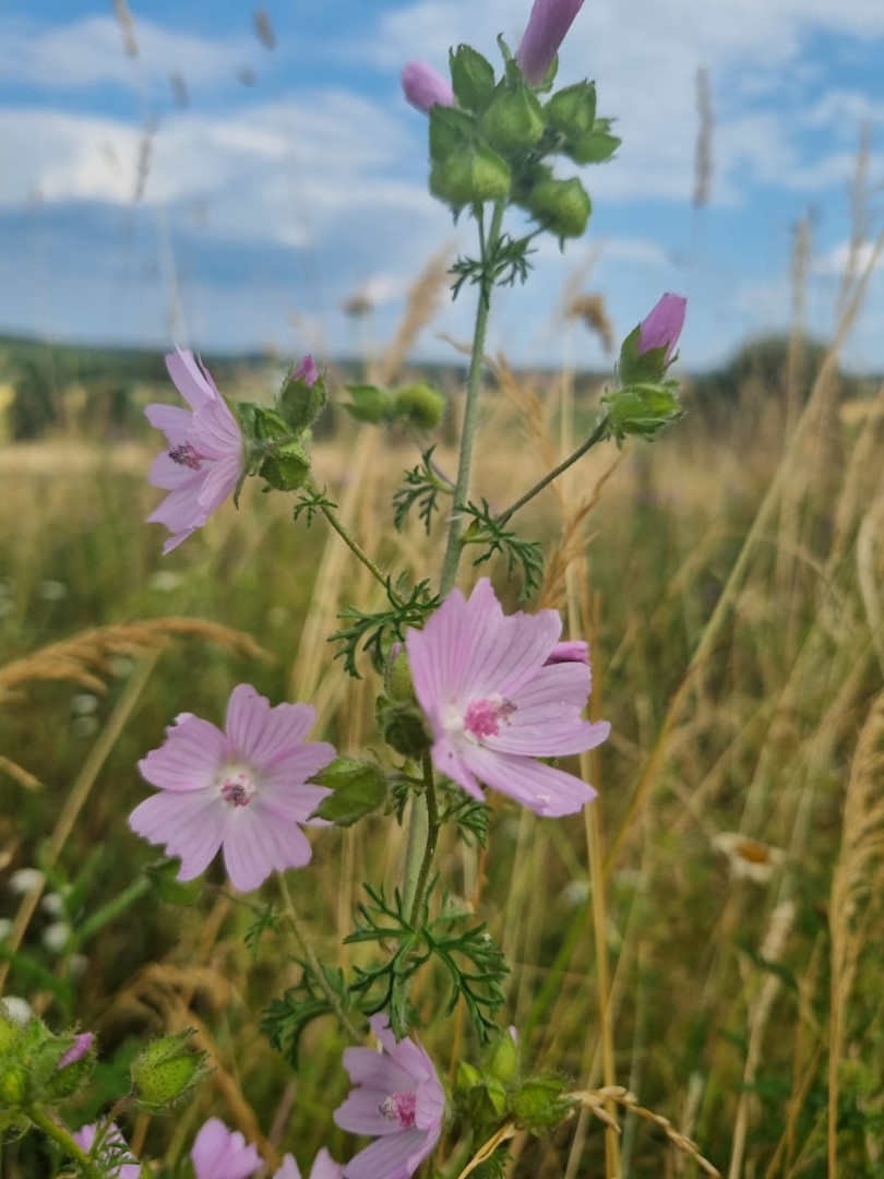 Mittsommer – Kraut und Kochen