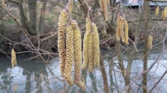 Haselnuss, männliche Blüten Haselnuss, männliche Blüten