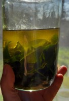 Bärlauch im Glas