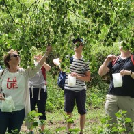Lindenblueten am Baum pflücken
