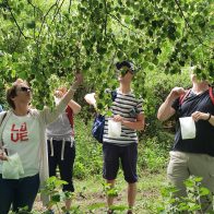 Lindenblueten am Baum pflücken