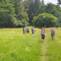 Spitzwegerich in der Wiese