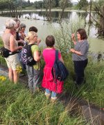 Erläuterungen zum Beifuß