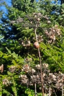 Bärenklau im Wildniswald Hungen Bärenklau im Wildniswald Hungen
