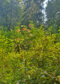 Engelwurz im Wilniswald - bitte nicht mit Riesenbärenklau verwechseln! Engelwurz im Wilniswald - bitte nicht mit Riesenbärenklau verwechseln!