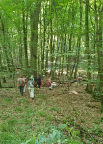 Wildniswald - am Rastplatz angekommen Wildniswald - am Rastplatz angekommen
