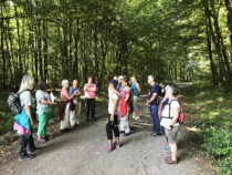 Wissenswertes zur Lärche und zur Lärchensalbe Wissenswertes zur Lärche und zur Lärchensalbe