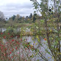 Hagebutten und Apfel